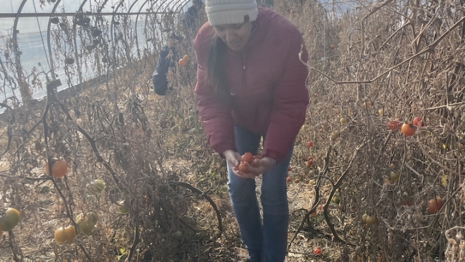 tomato harvest